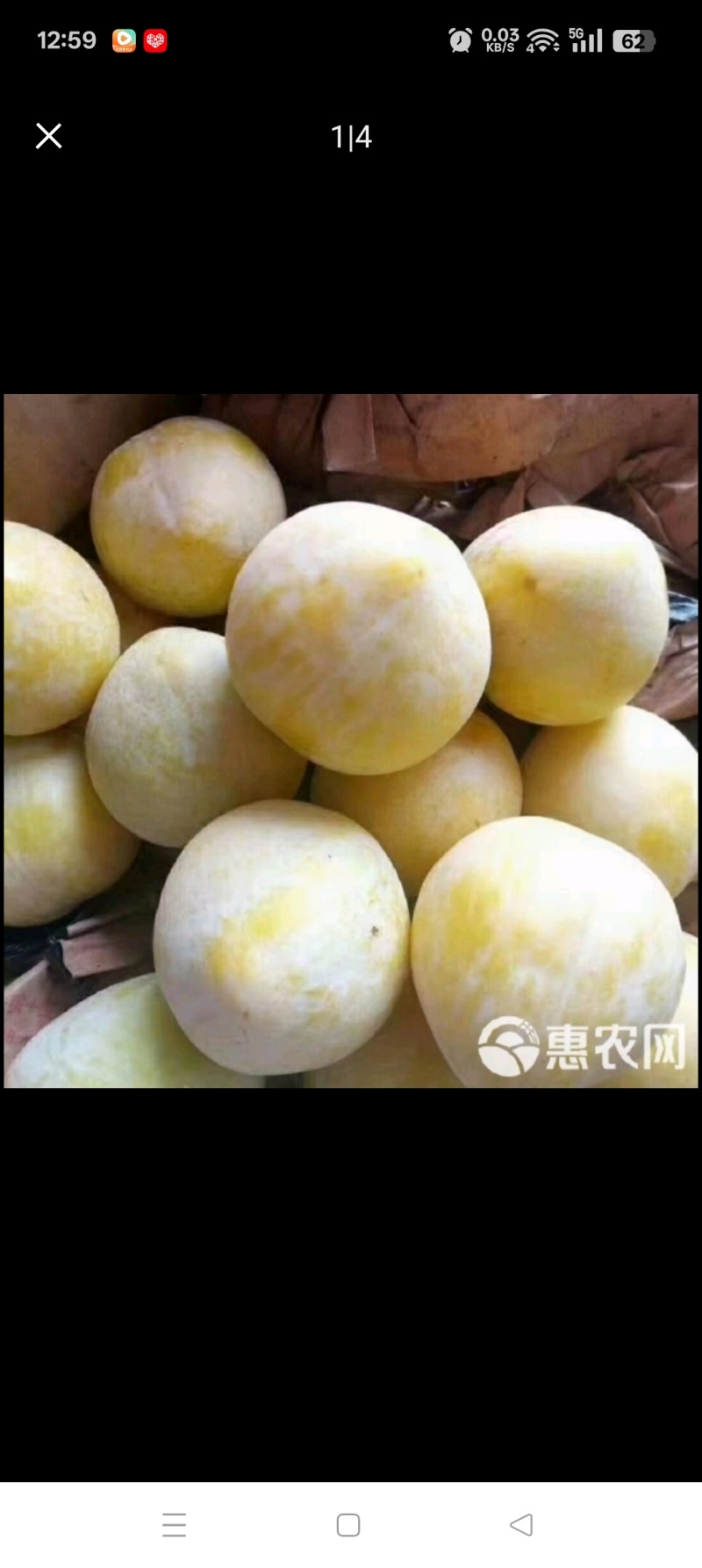 文明黄金李