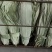 粽叶，建宁高山烘干粽叶