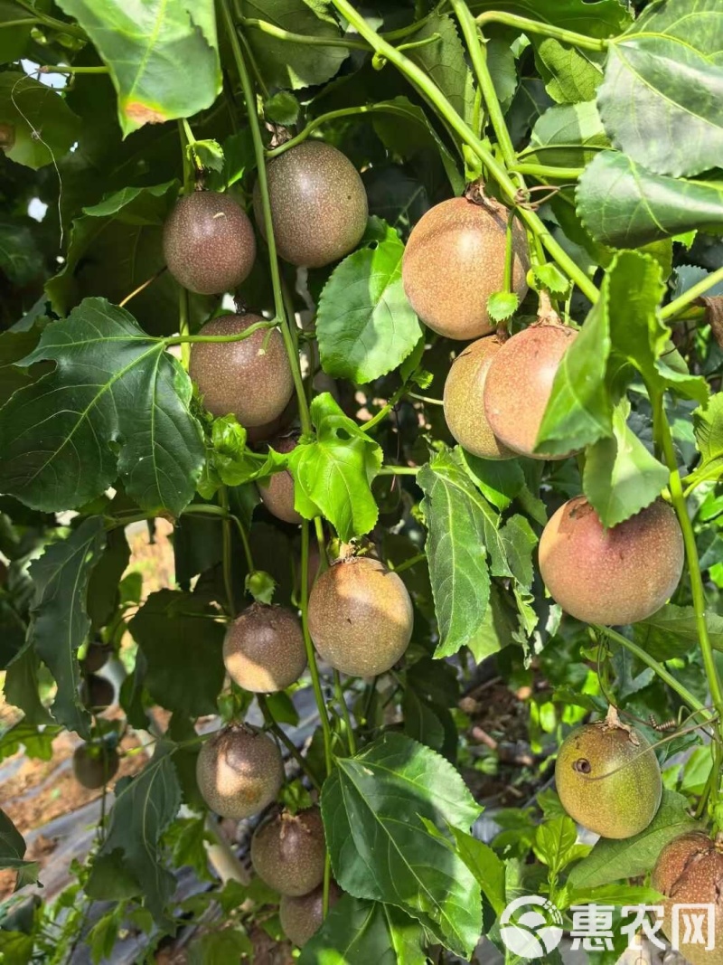 百香果