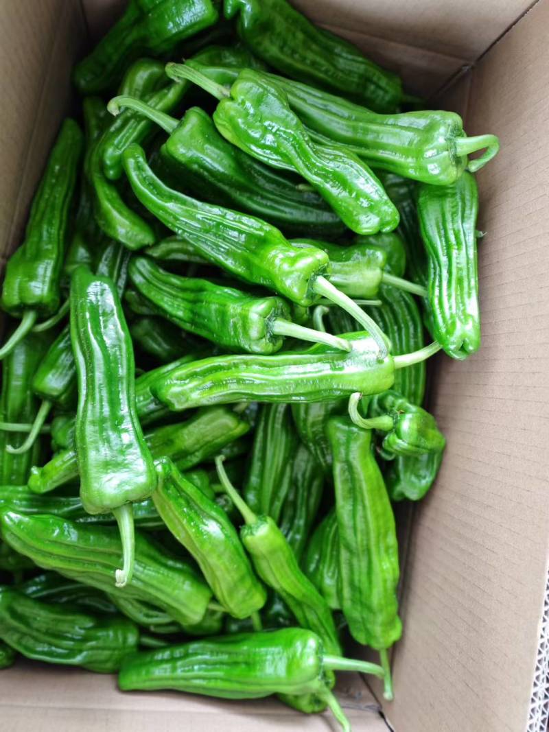 精品薄皮椒芜湖椒湖北鲜辣椒青椒可视频看货