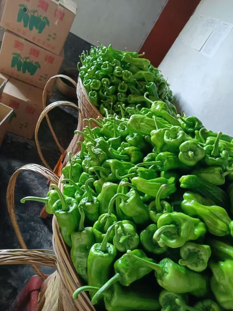 精品薄皮椒芜湖椒湖北鲜辣椒青椒可视频看货