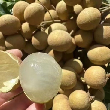 龙眼，对接拼多多，抖音，视频号，快手专业一件代发