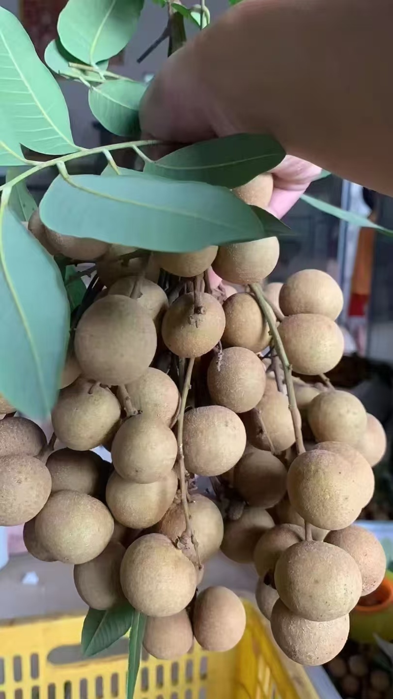 龙眼，对接拼多多，抖音，视频号，快手专业一件代发