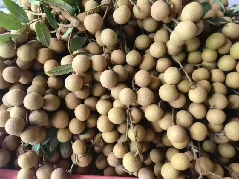 龙眼，对接拼多多，抖音，视频号，快手专业一件代发