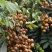 龙眼，对接拼多多，抖音，视频号，快手专业一件代发