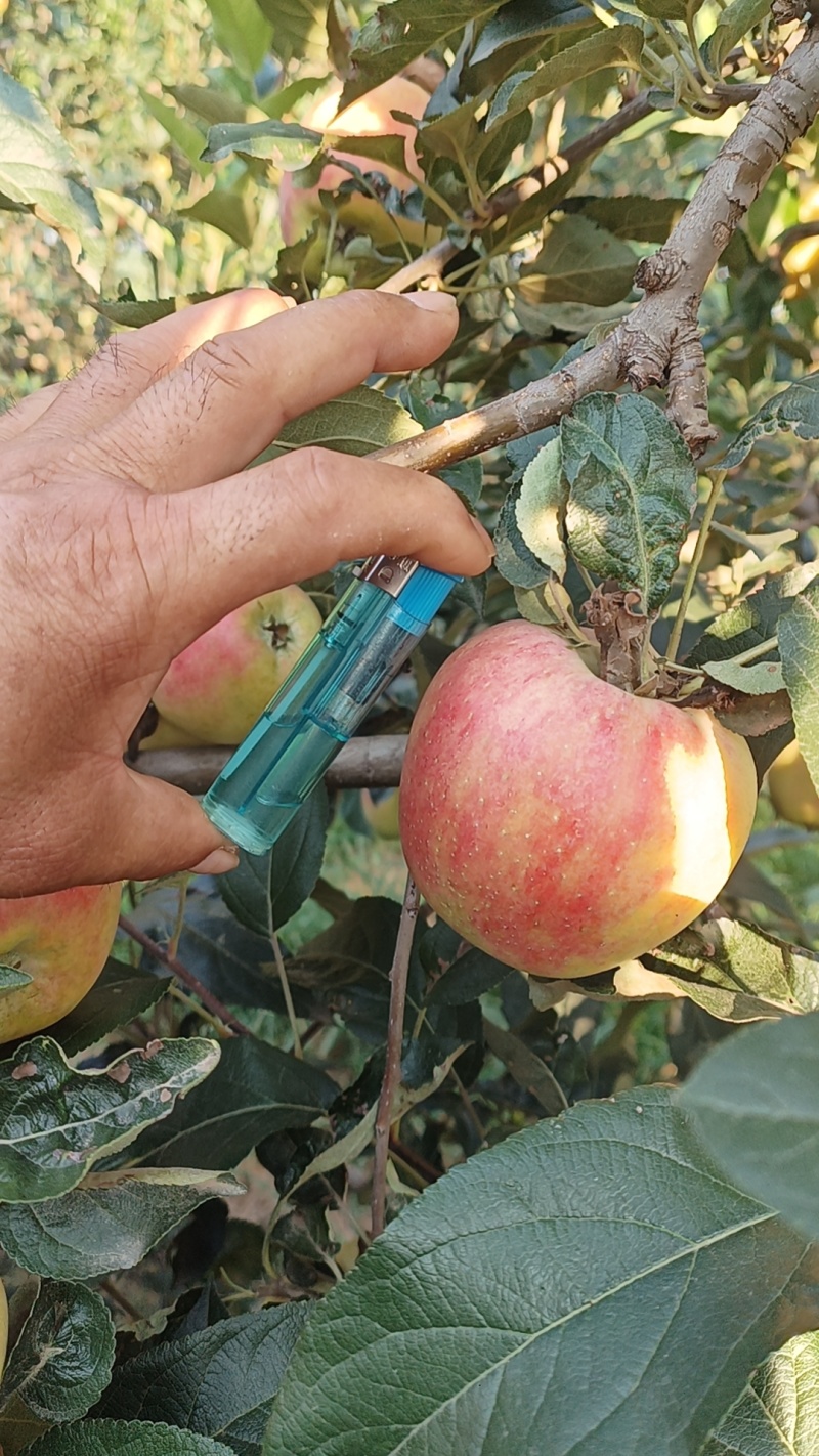 鲁丽苹果。深州产区【格格果蔬】