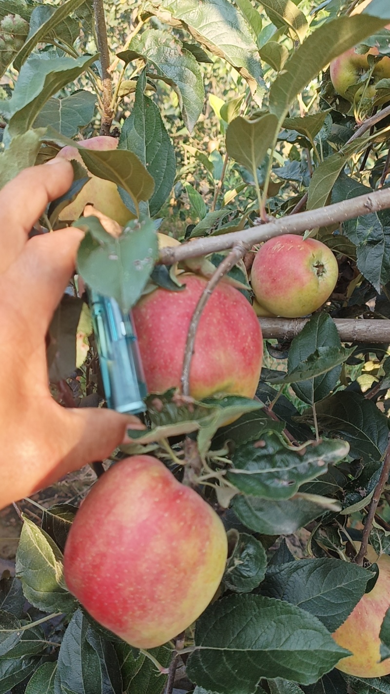 鲁丽苹果。深州产区【格格果蔬】