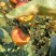 鲁丽苹果。深州产区【格格果蔬】