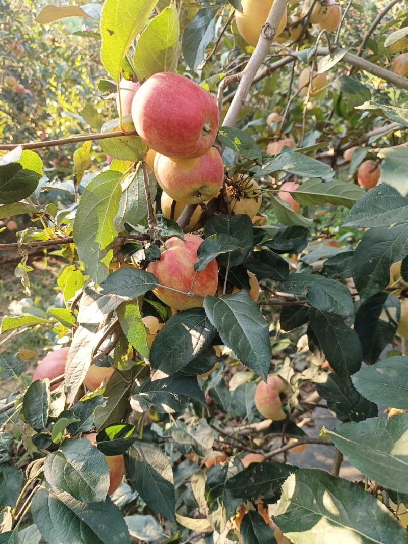 鲁丽苹果。深州产区【格格果蔬】