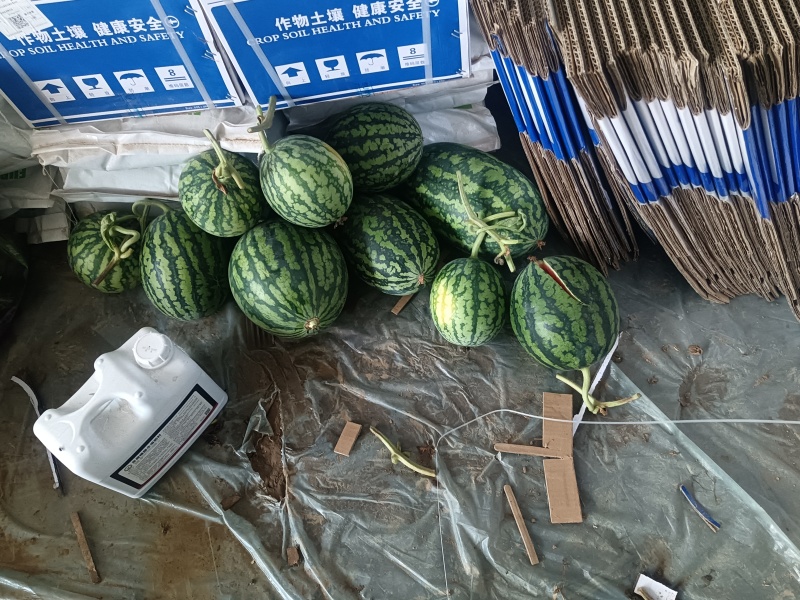 甘美，4k，河北4k，阳原4k，量大从优，