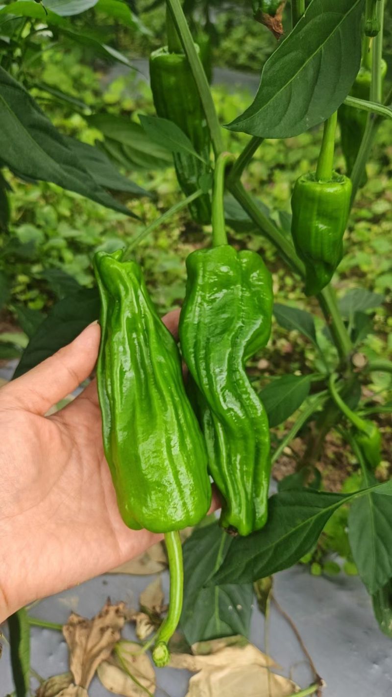 泡椒苏椒薄皮椒鲜辣椒青泡椒大量供应可视频看货