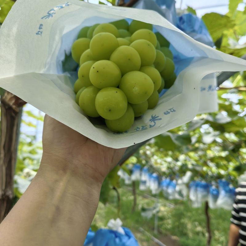 阳光玫瑰葡萄套袋无籽，果粒均均，口感纯甜