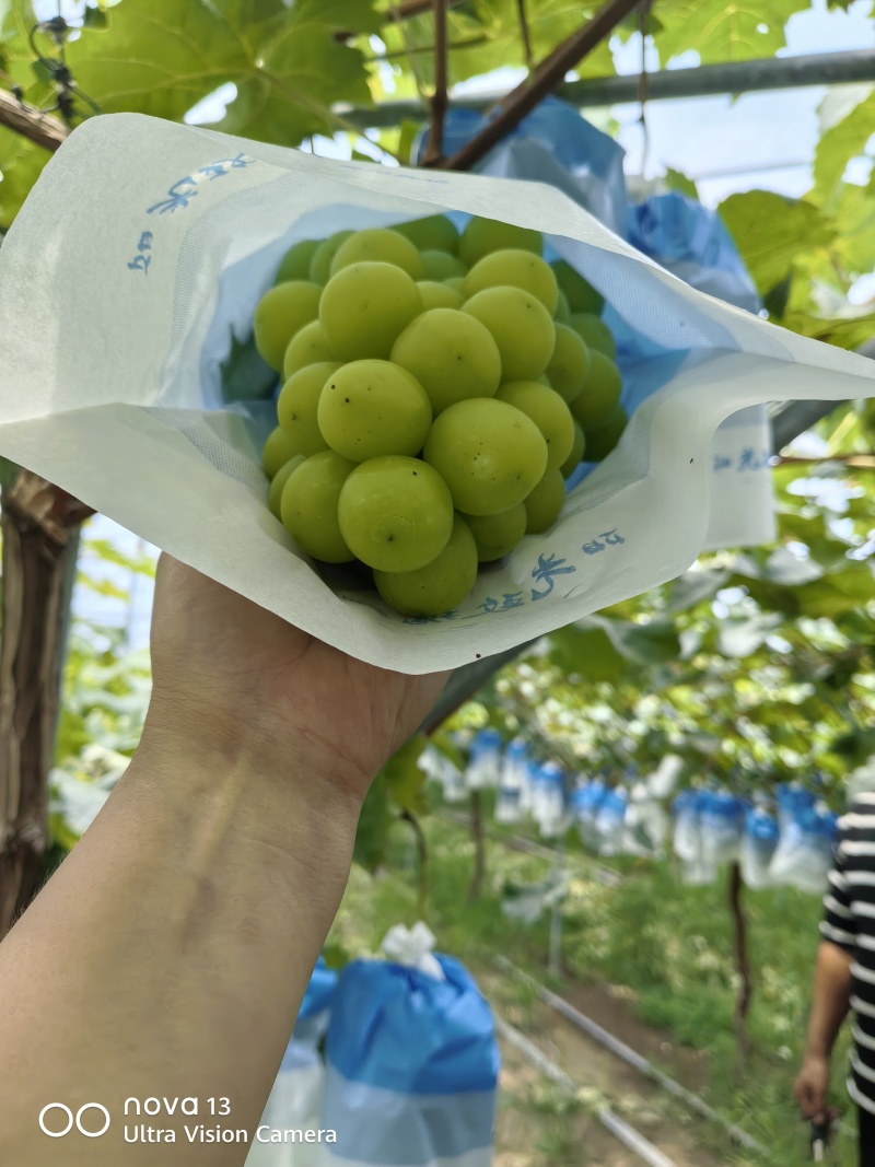 阳光玫瑰葡萄套袋无籽，果粒均均，口感纯甜