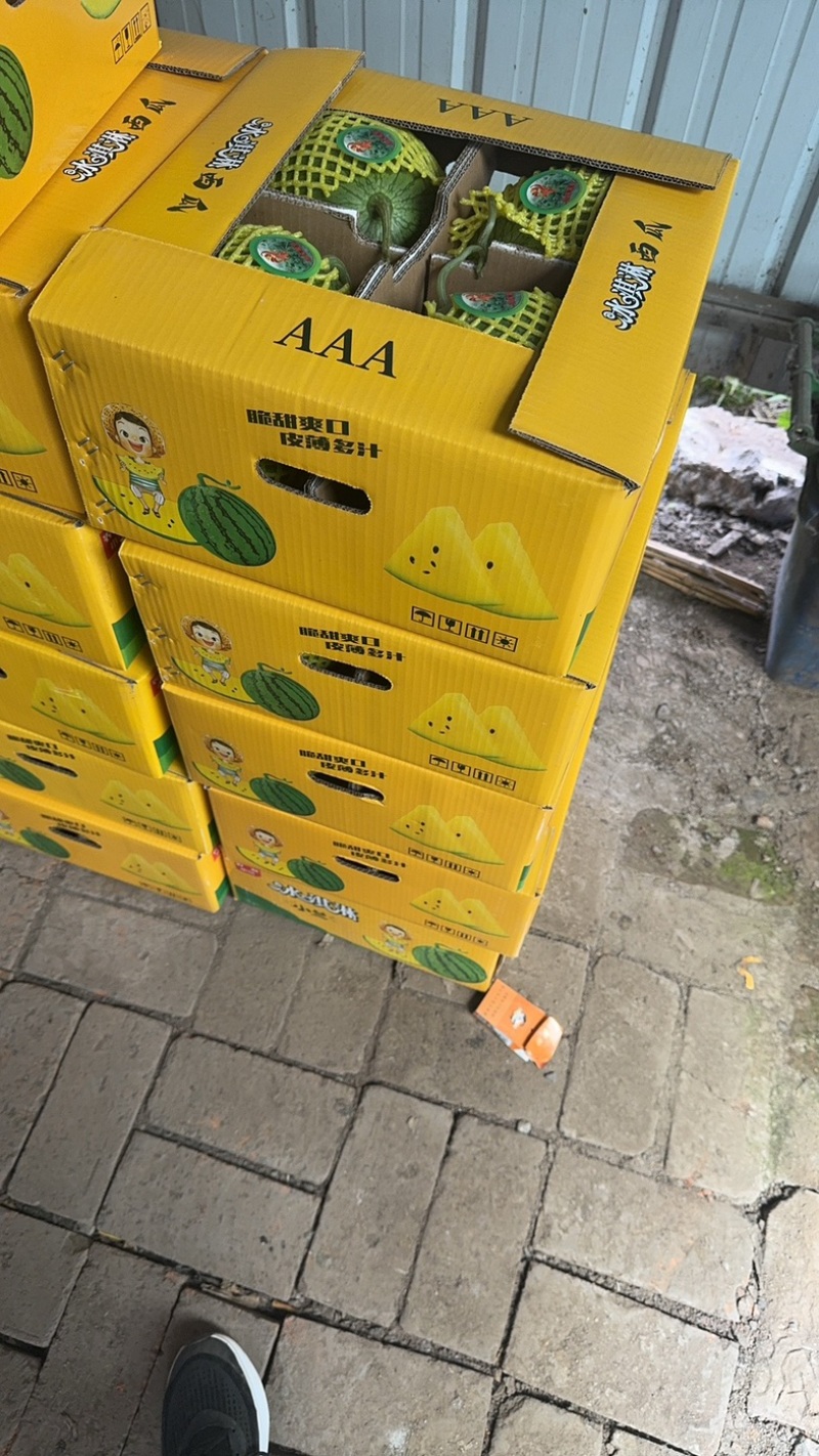 特小凤西瓜江苏产区小兰西瓜大量上市