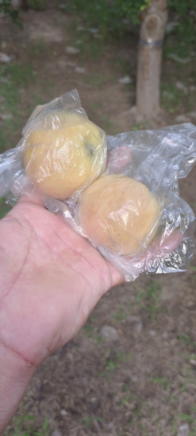嘎啦苹果