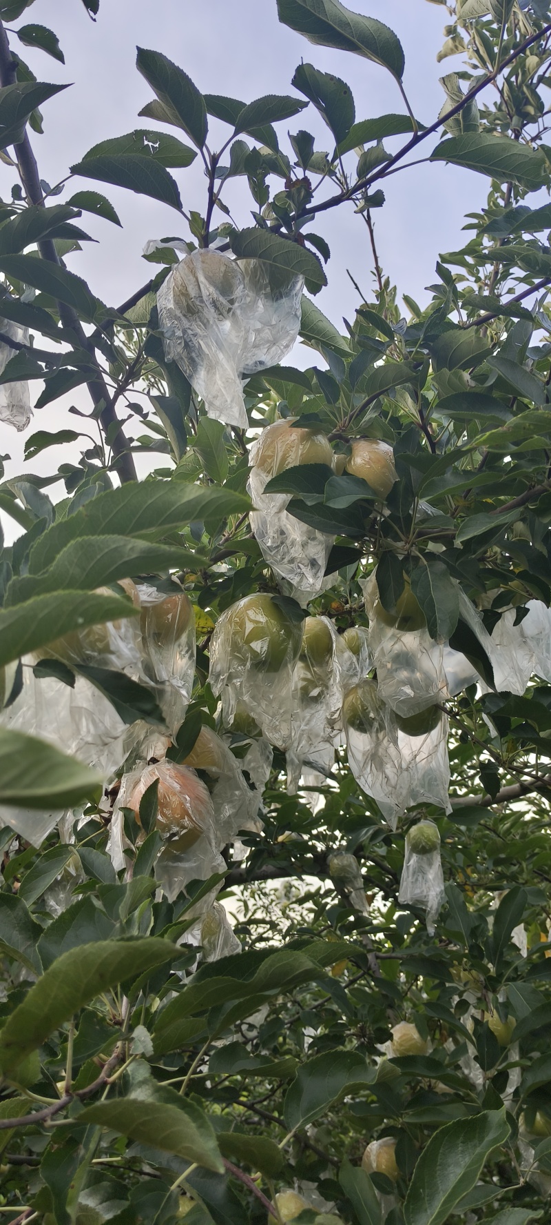 嘎啦苹果