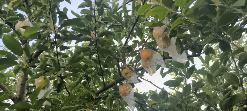 嘎啦苹果