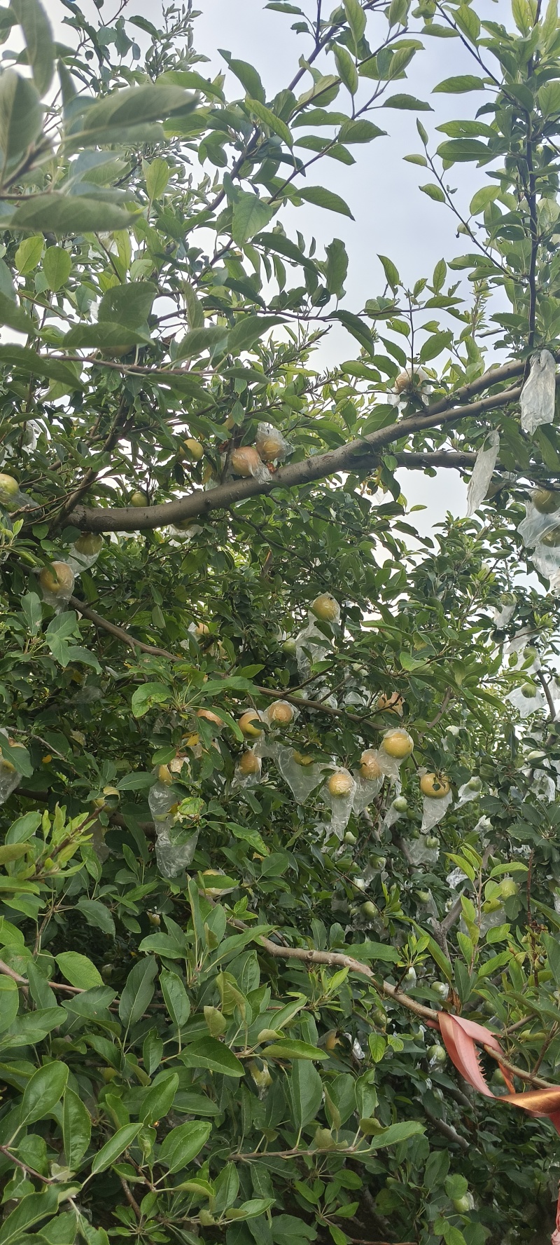 嘎啦苹果