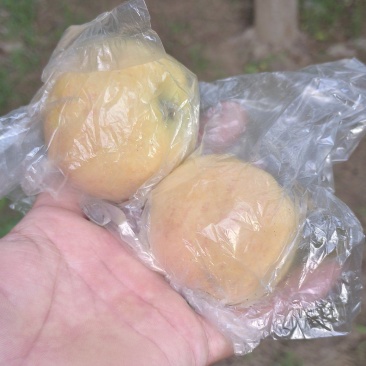 嘎啦苹果