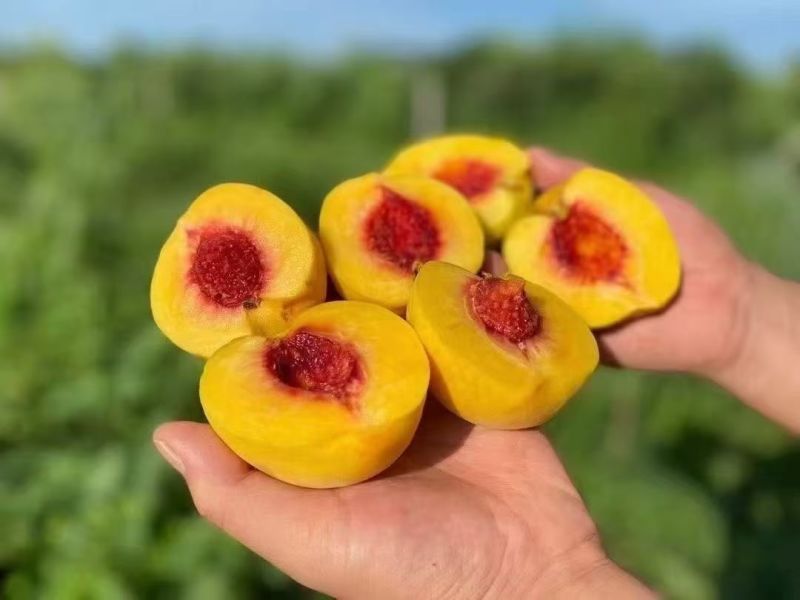精品黄桃锦绣黄桃自己果园大量供应可视频看货