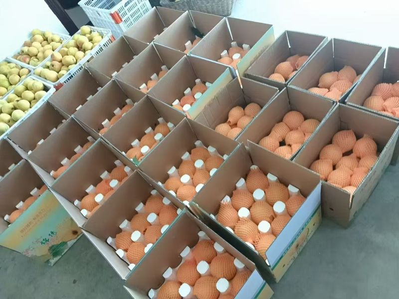 精品黄桃锦绣黄桃自己果园大量供应可视频看货