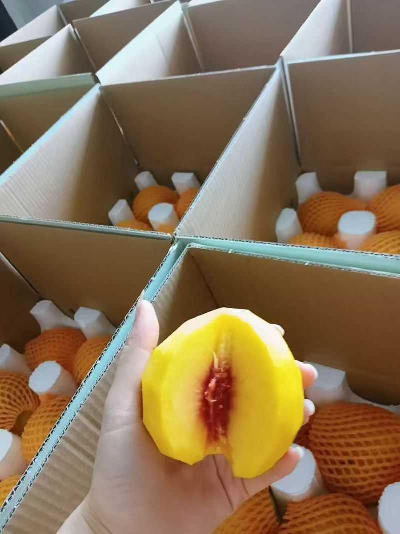 精品黄桃锦绣黄桃自己果园大量供应可视频看货