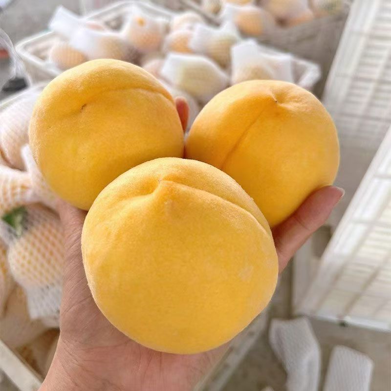 精品黄桃锦绣黄桃自己果园大量供应可视频看货