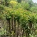 3/5公分的桂花
