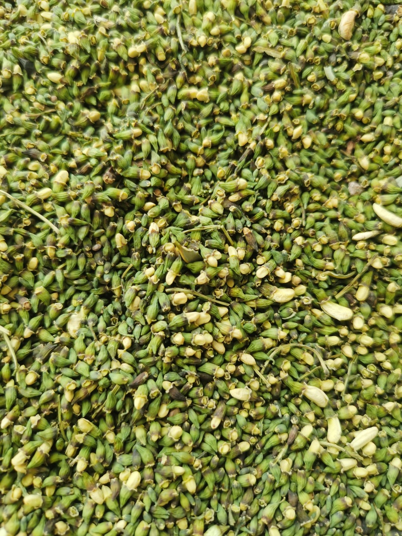 伏牛山深山槐米，新货，干货，自然晾晒，欢迎咨询