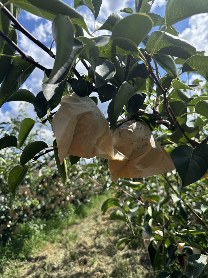 山东省烟台莱阳****甜华山梨