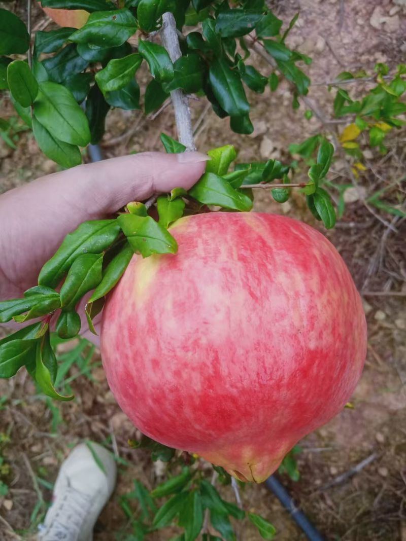 会理石榴大量供应，各种市场电商一件代发物流均可发货