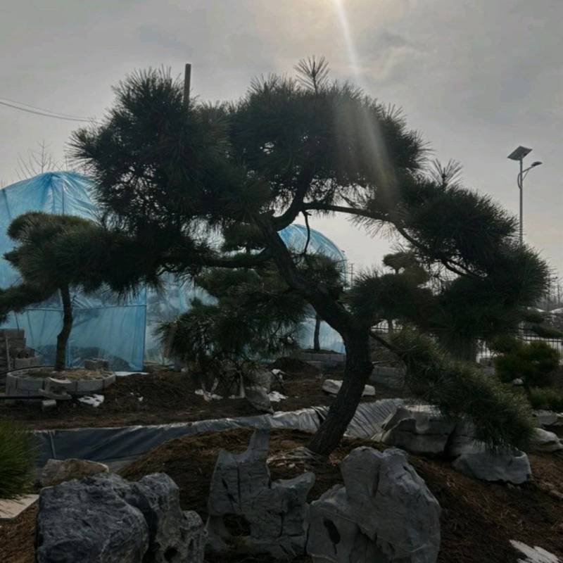 基地大量出售4-20公分造型黑松