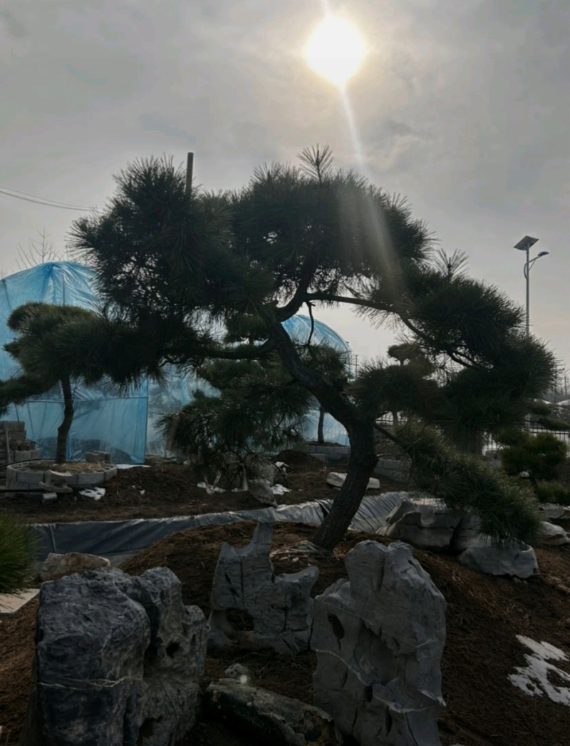 基地大量出售4-20公分造型黑松