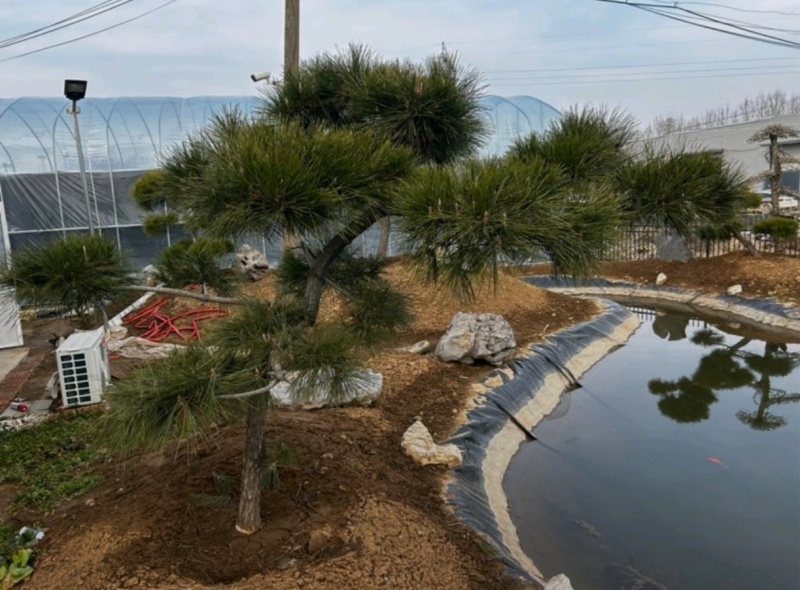 基地大量出售4-20公分造型黑松
