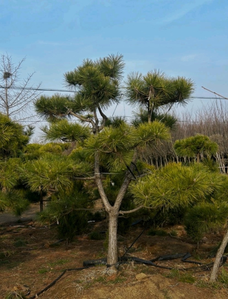基地大量出售4-20公分造型黑松