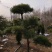 基地大量出售4-20公分造型黑松
