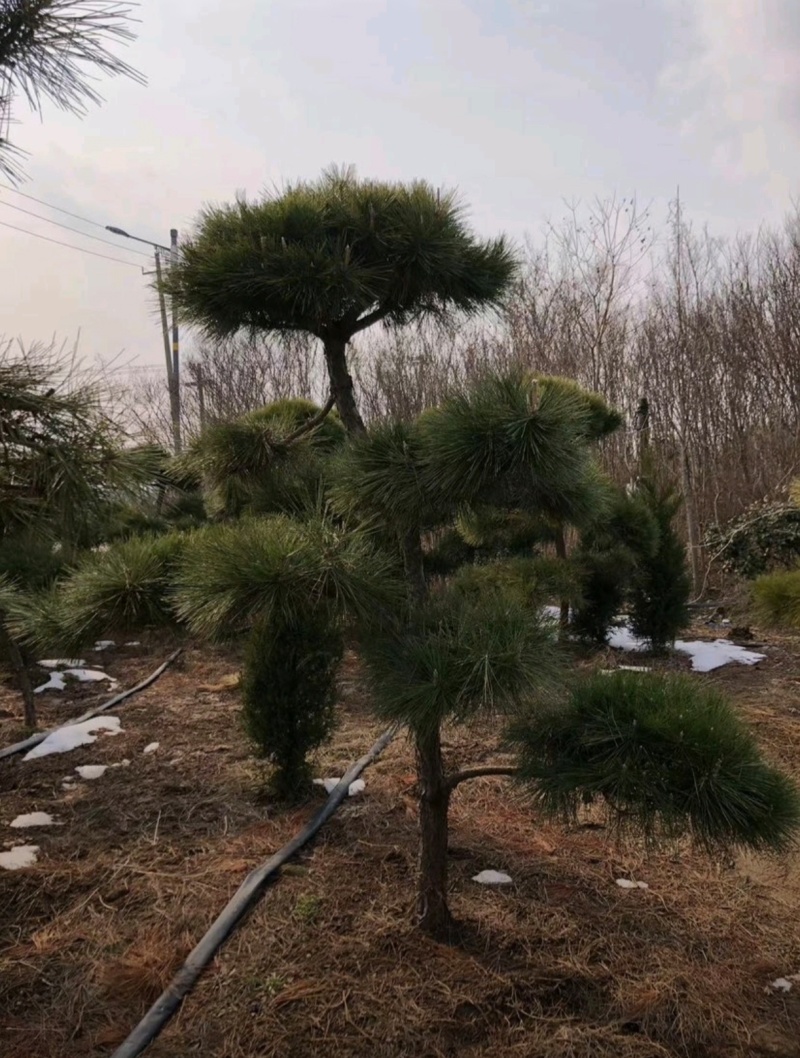基地大量出售4-20公分造型黑松