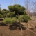 基地大量出售4-20公分造型黑松