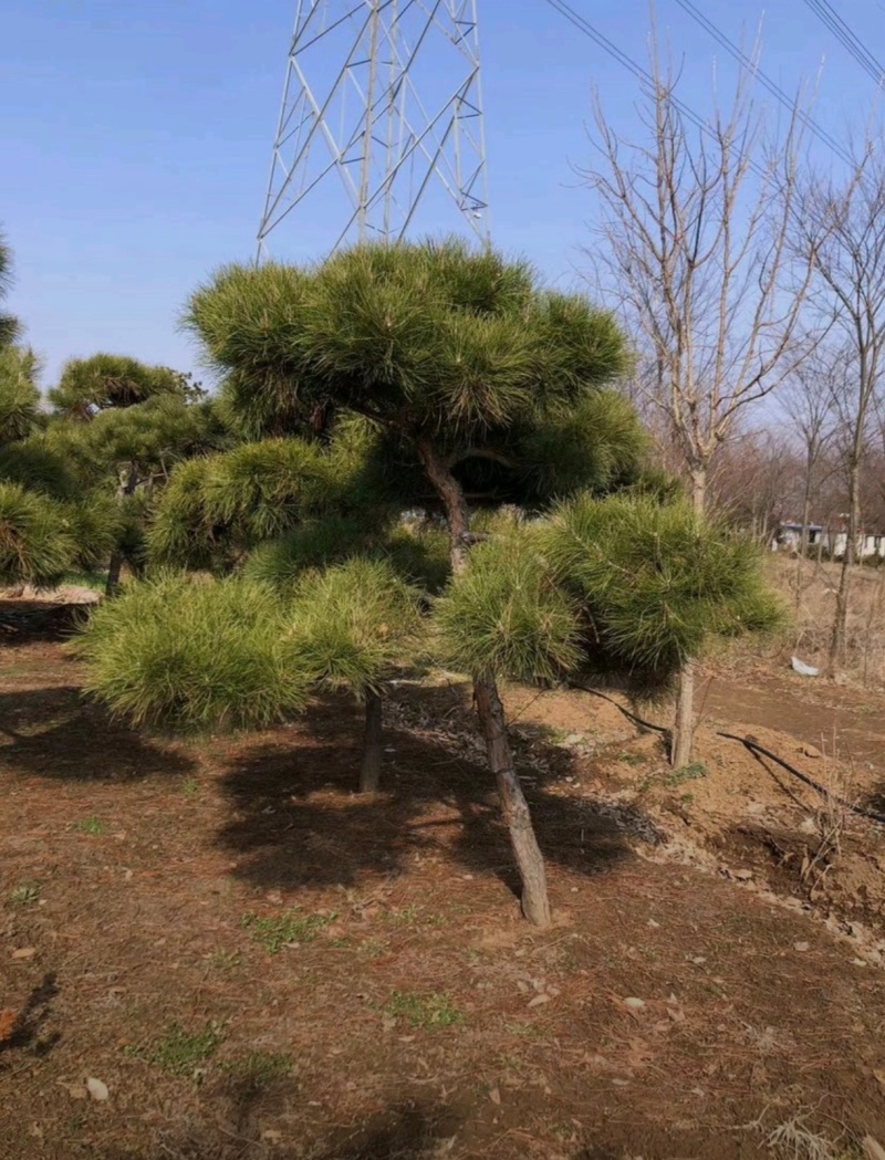 基地大量出售4-20公分造型黑松