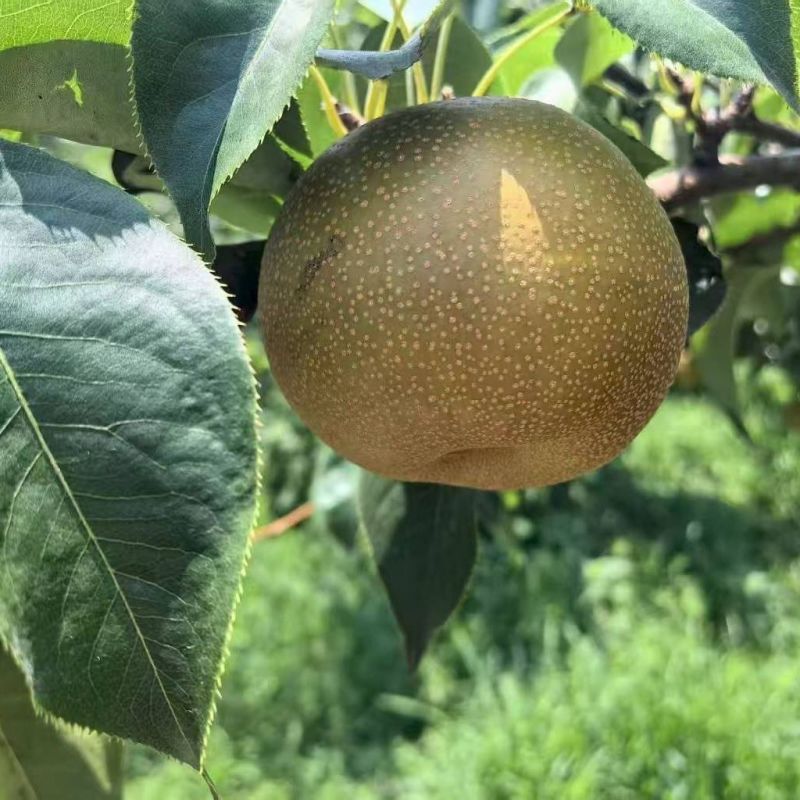 精品黄花梨湖北黄花梨大量供应可视频看货欢迎来电采购