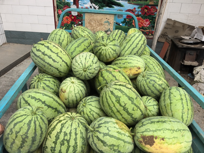 西瓜，金华6号