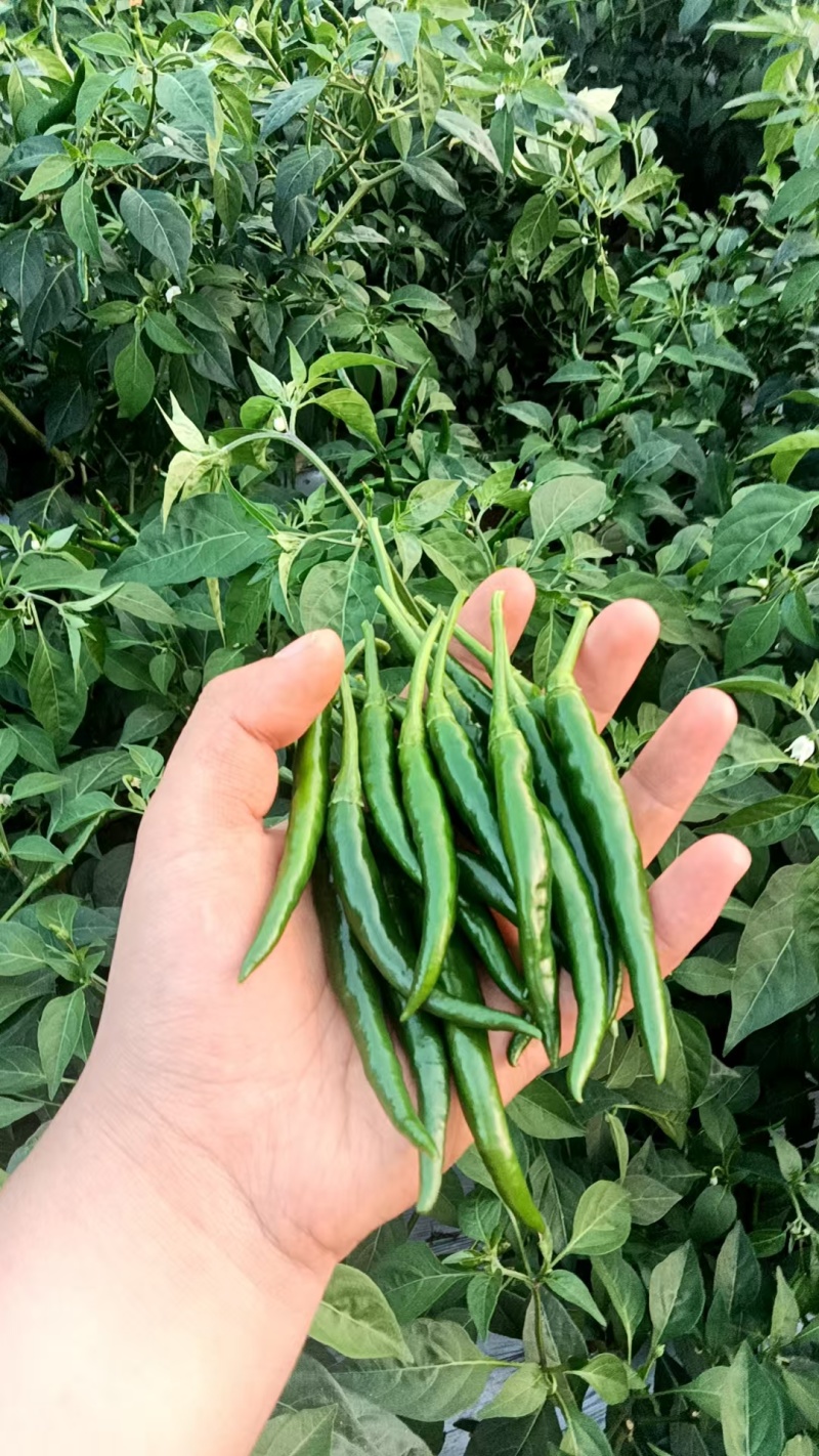 青小米椒