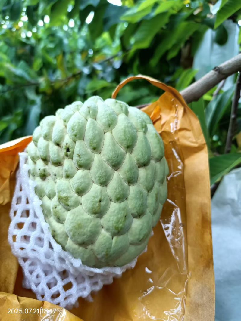 本地泰国大目释迦上市了