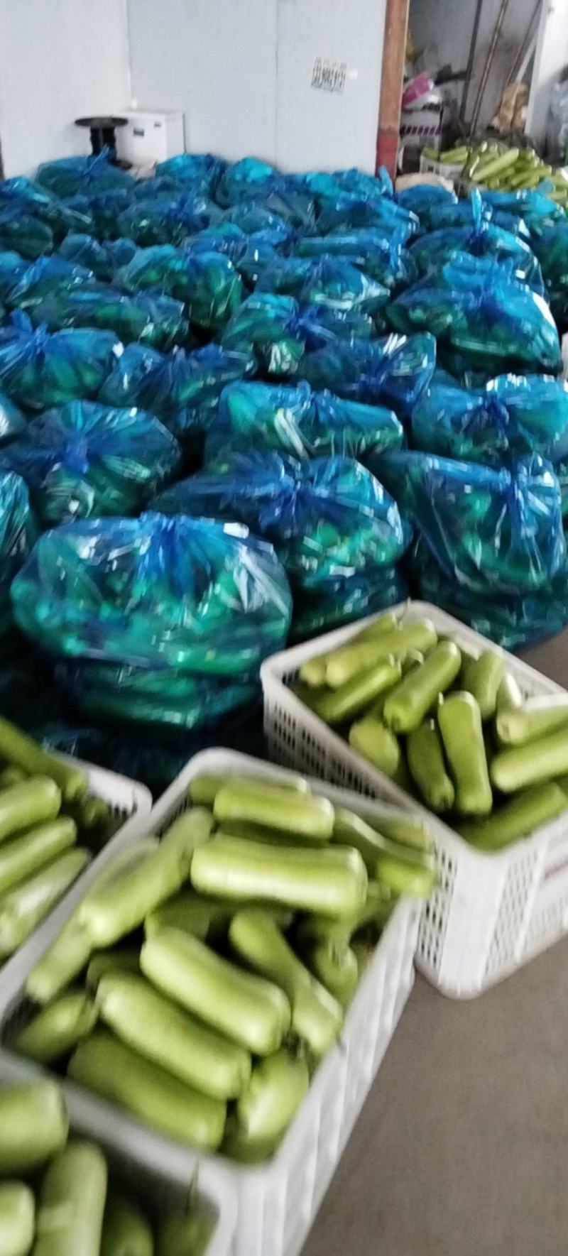 金山区瓠瓜通货量大