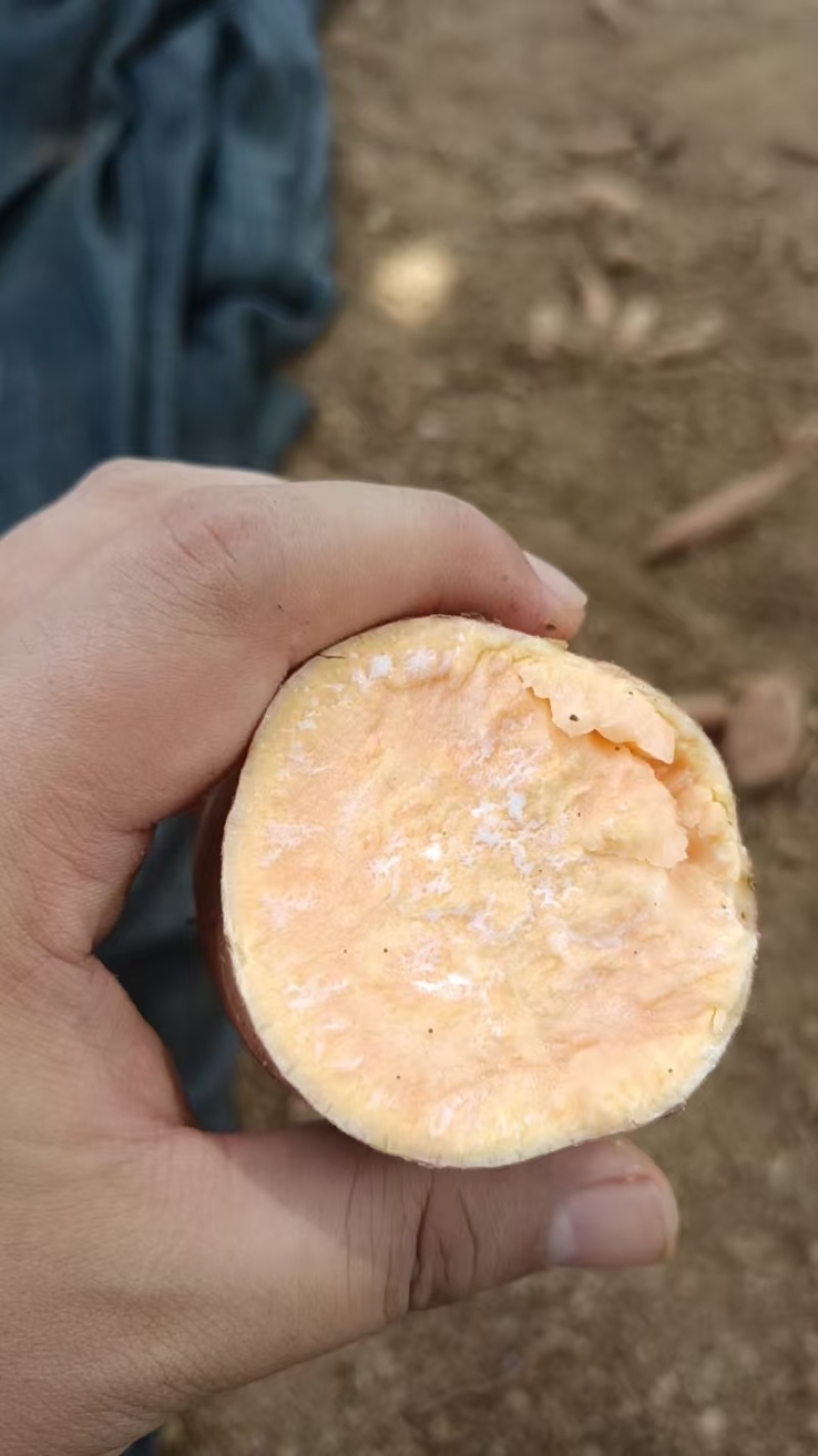 湖北红薯大量上市，龙九，西瓜红，紫薯，需要的老板联系