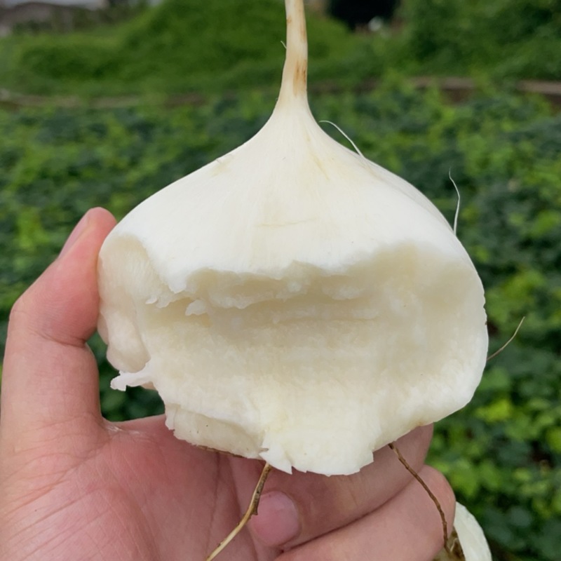 贵州豆薯