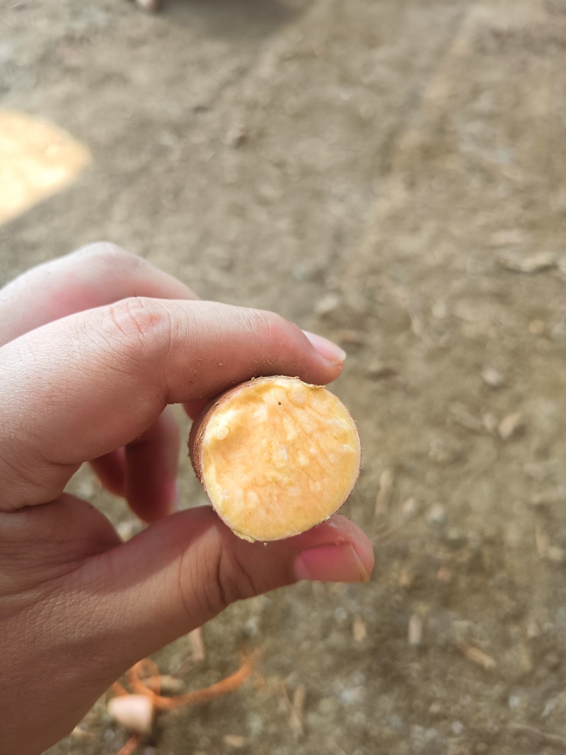 湖北红薯大量上市，龙九，西瓜红，紫薯，需要的老板联系