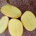 黄心土豆v7/沃土/希森各种规格各种品种大量供应