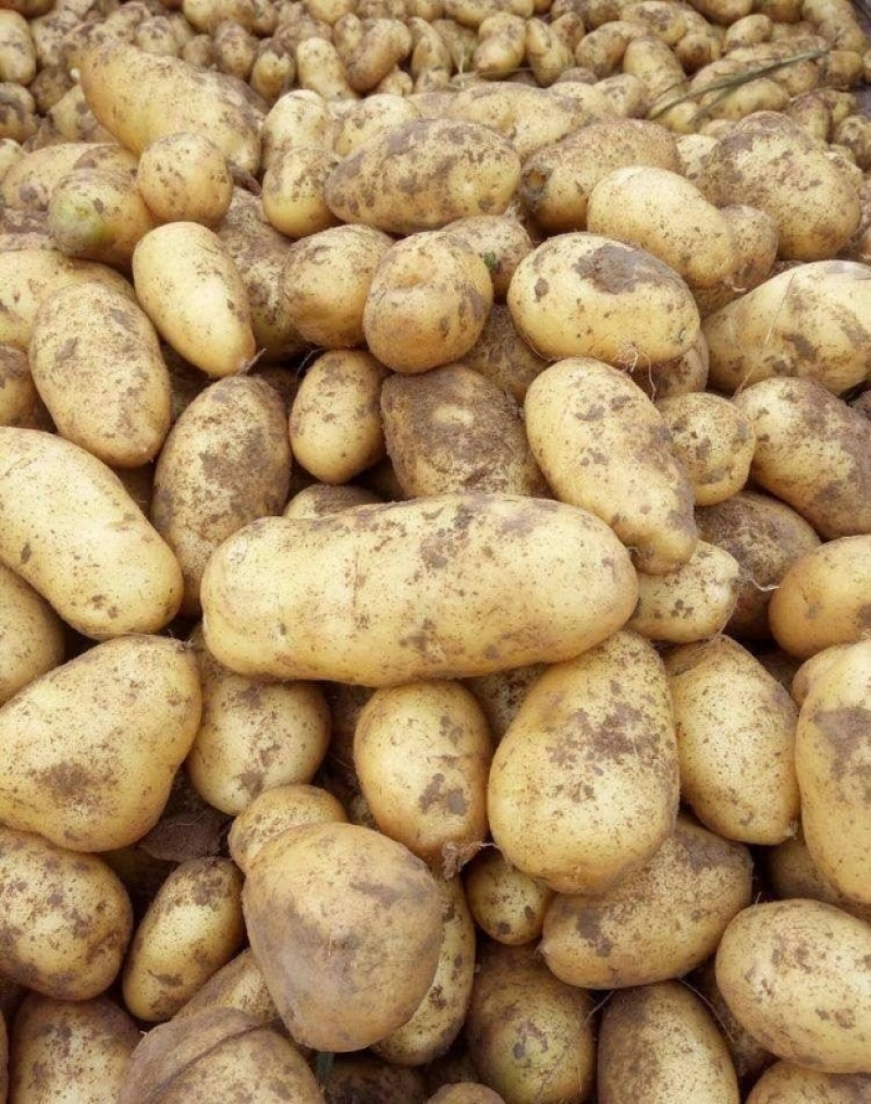 黄心土豆v7/沃土/希森各种规格各种品种大量供应