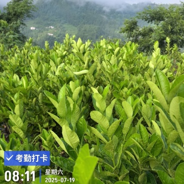 大形佛手种植基地，佛手两年苗，自产自销。